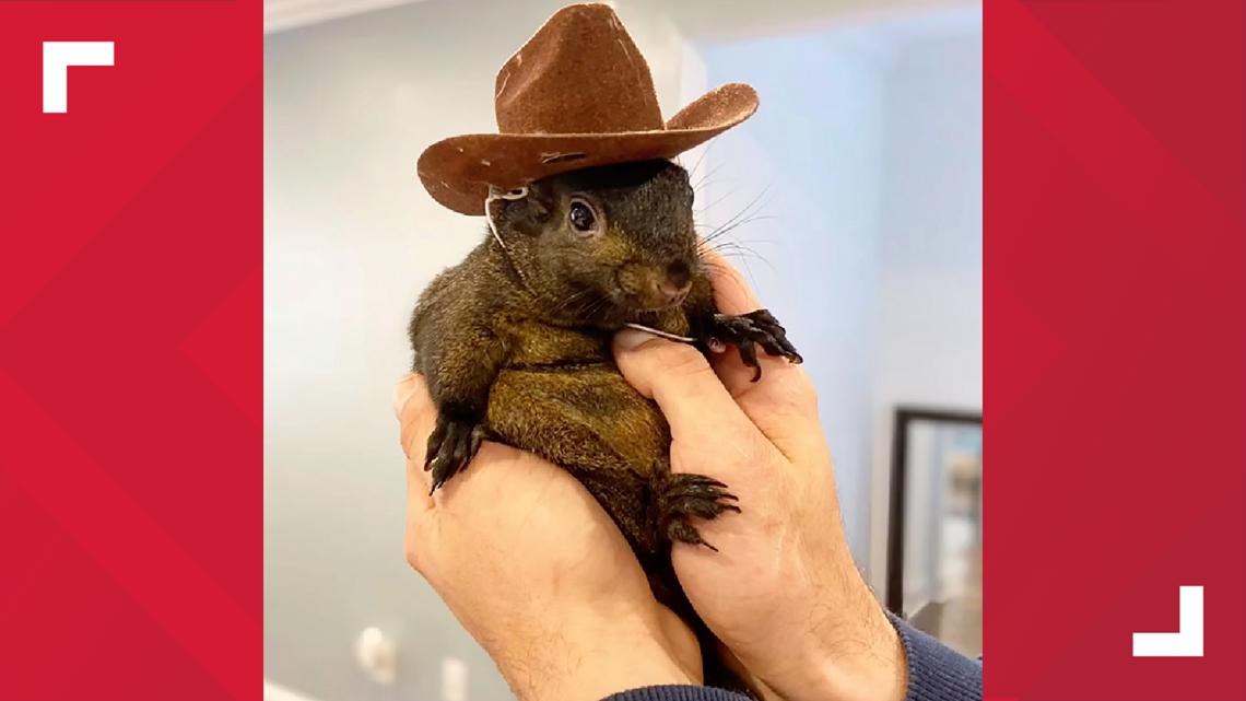 Peanut the Instagram-famous squirrel seized by authorities [Video]