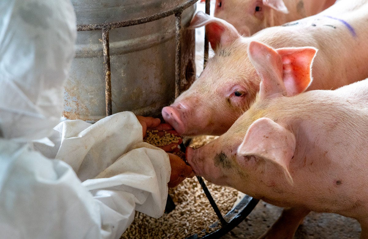 Pig infected with bird flu for first time in US, health officials confirm [Video]