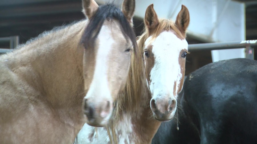 Wild horses brought to Carthage for adoption event [Video]