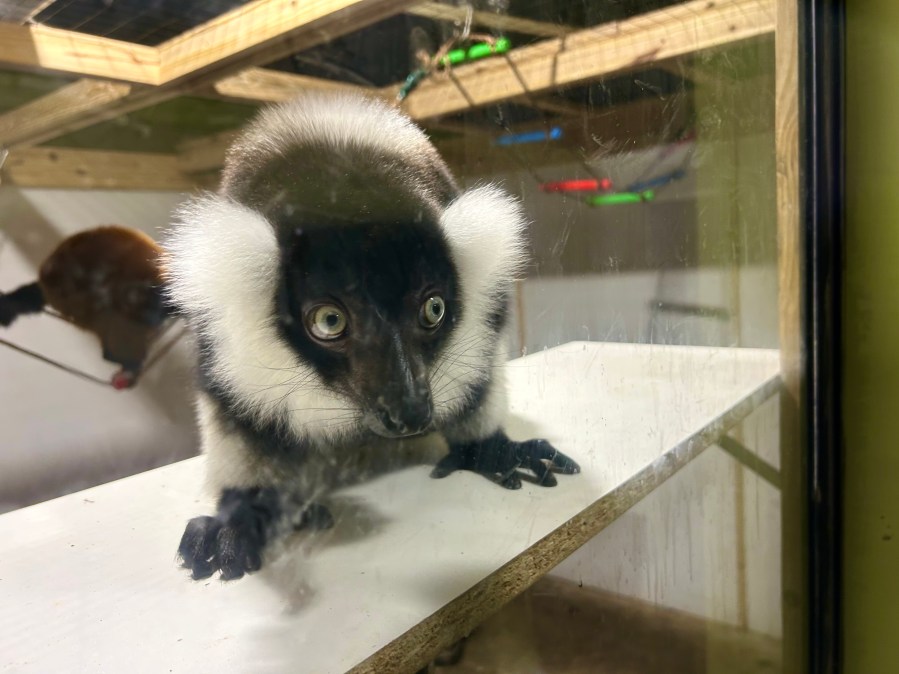 Tampa Bay animal rescue in need of community support after hurricanes, fire [Video]