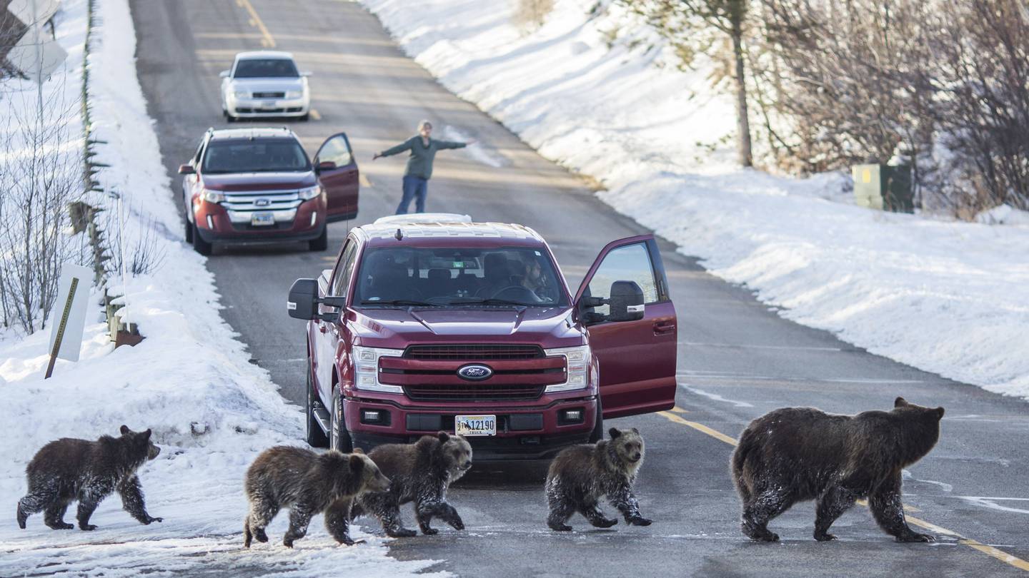 Vigil set for Grizzly No. 399, the beloved Grand Teton bear who was killed by a vehicle  Boston 25 News [Video]