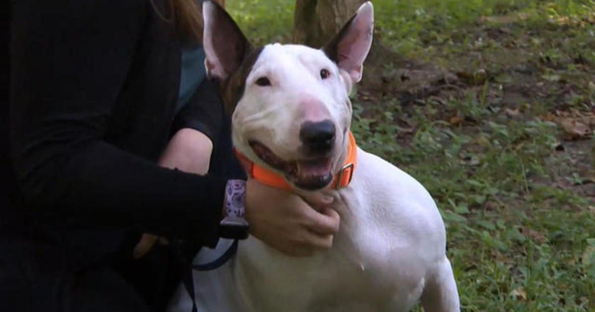 The Uplift: Trooper the dog [Video]