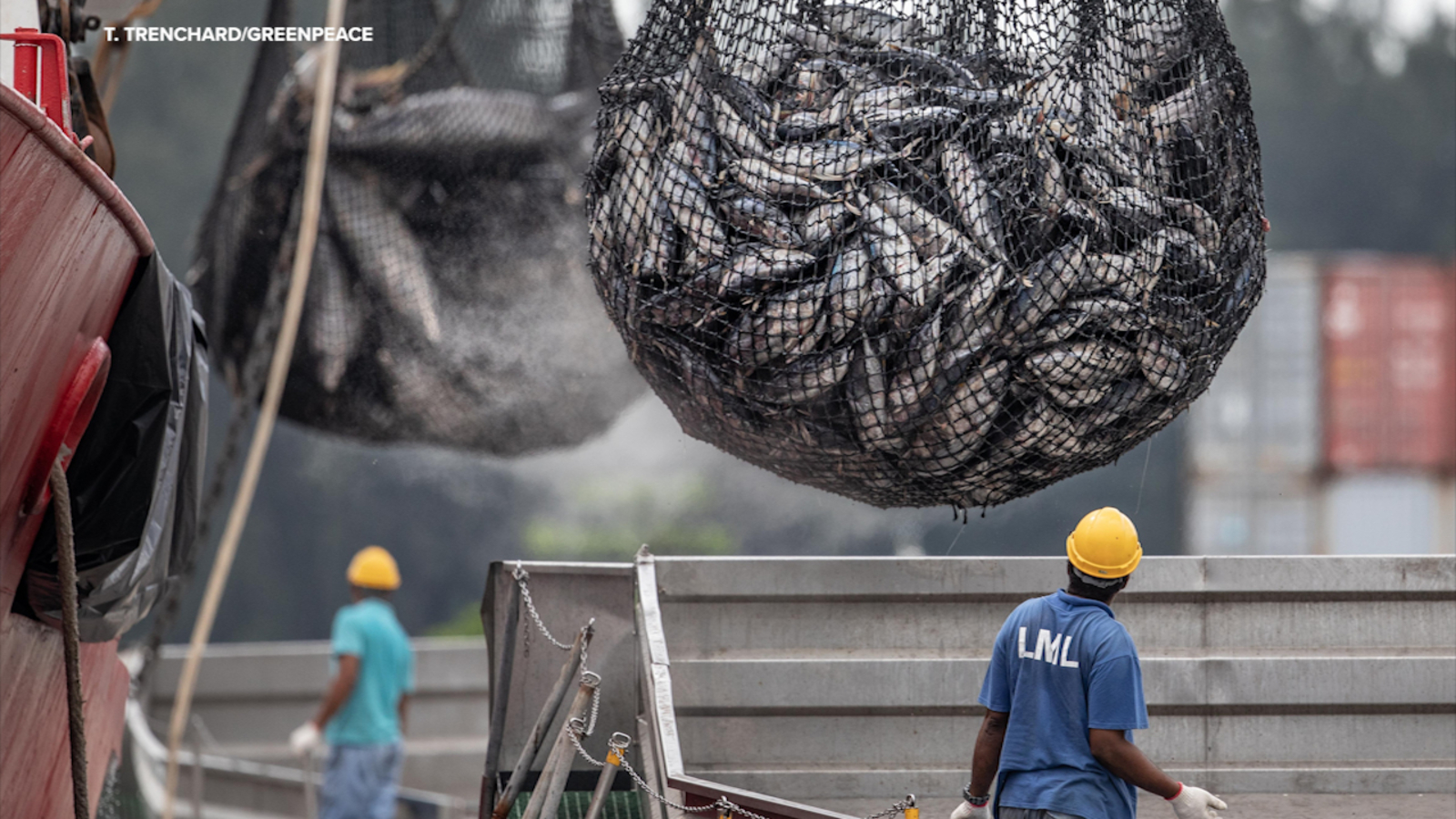 Stanford Center for Ocean Solutions team identifies fish taxis to bring more transparency to global industry [Video]