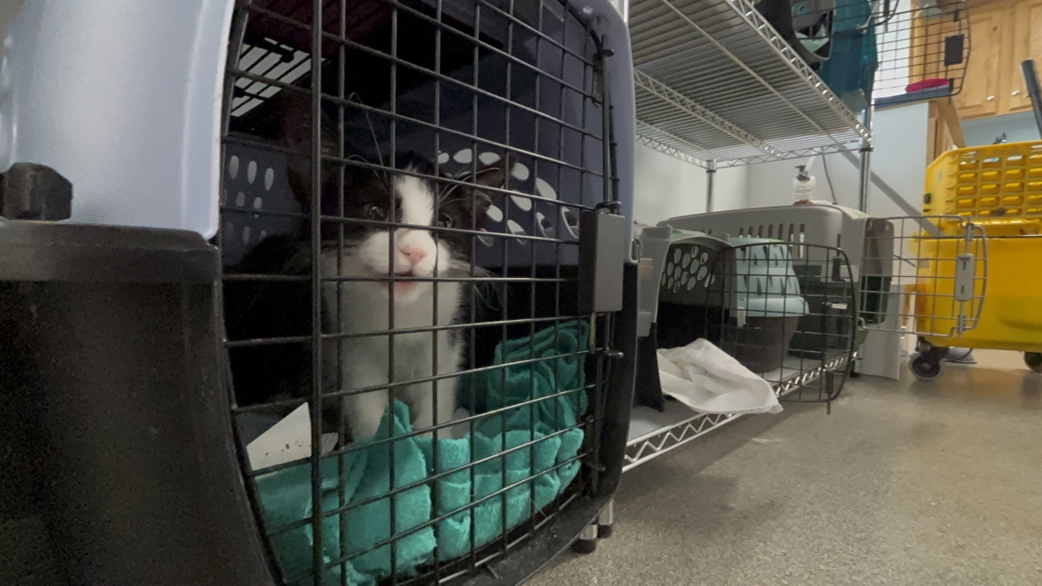 Training clinic program helps vets gain spay and neuter skills [Video]