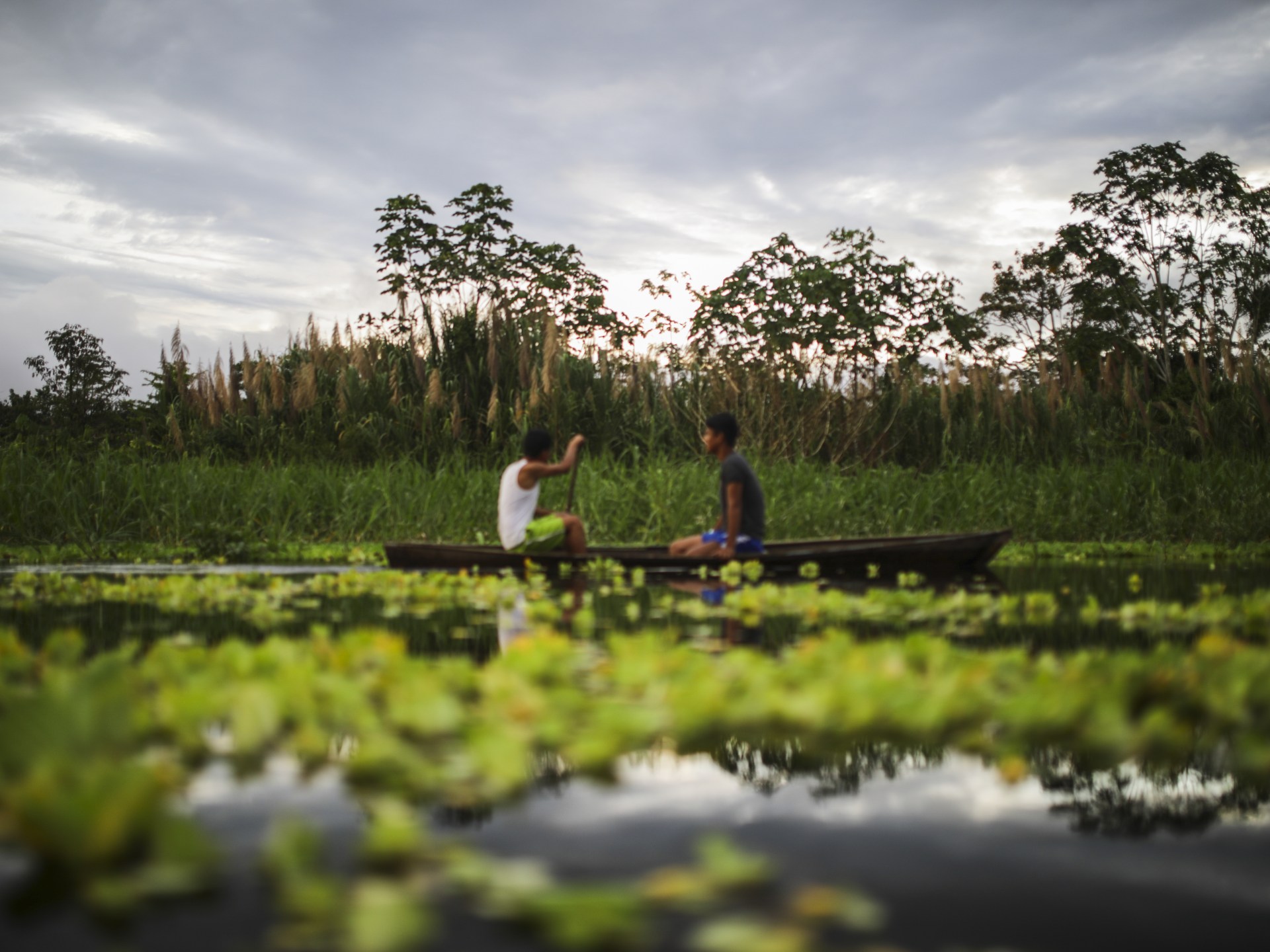 Why is an Ecuador forest petitioning for the rights to a song? | Explainer News [Video]