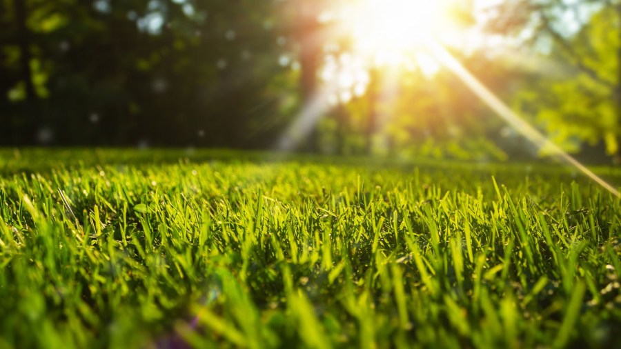 Nevada bill aims to reduce water use by targeting grass watering [Video]