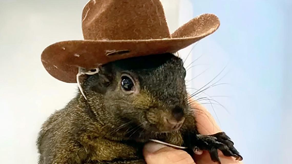 Orphaned squirrel who became social media star was euthanized after being seized from home [Video]