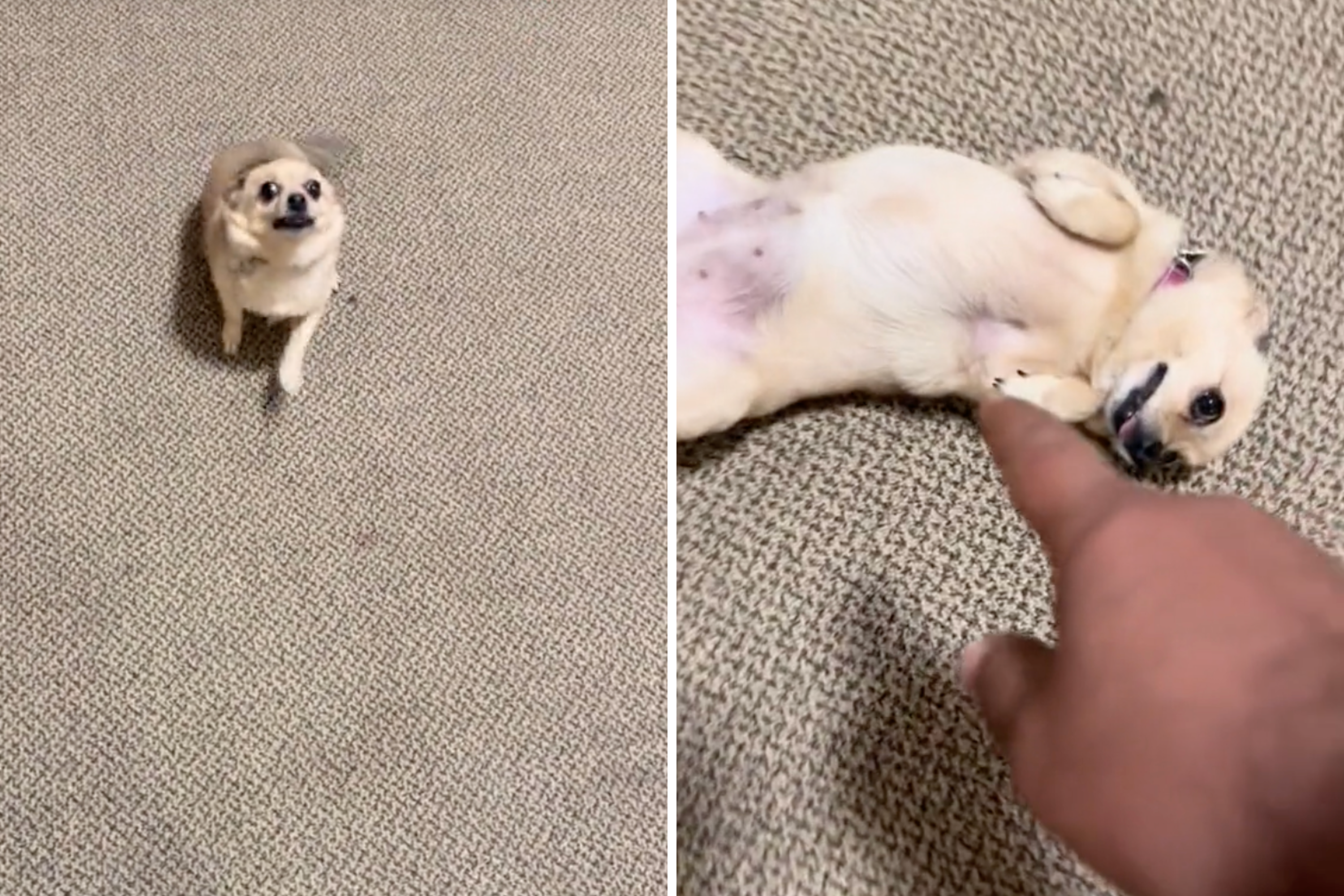 Internet Obsessed With How Puppy Greets Owner: ‘So Sweet’ [Video]