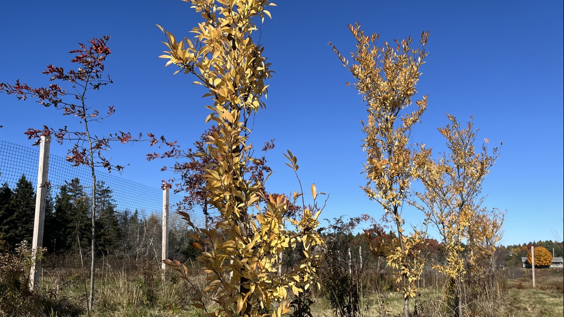 Ellsworth receiving funding to plant 150 trees [Video]