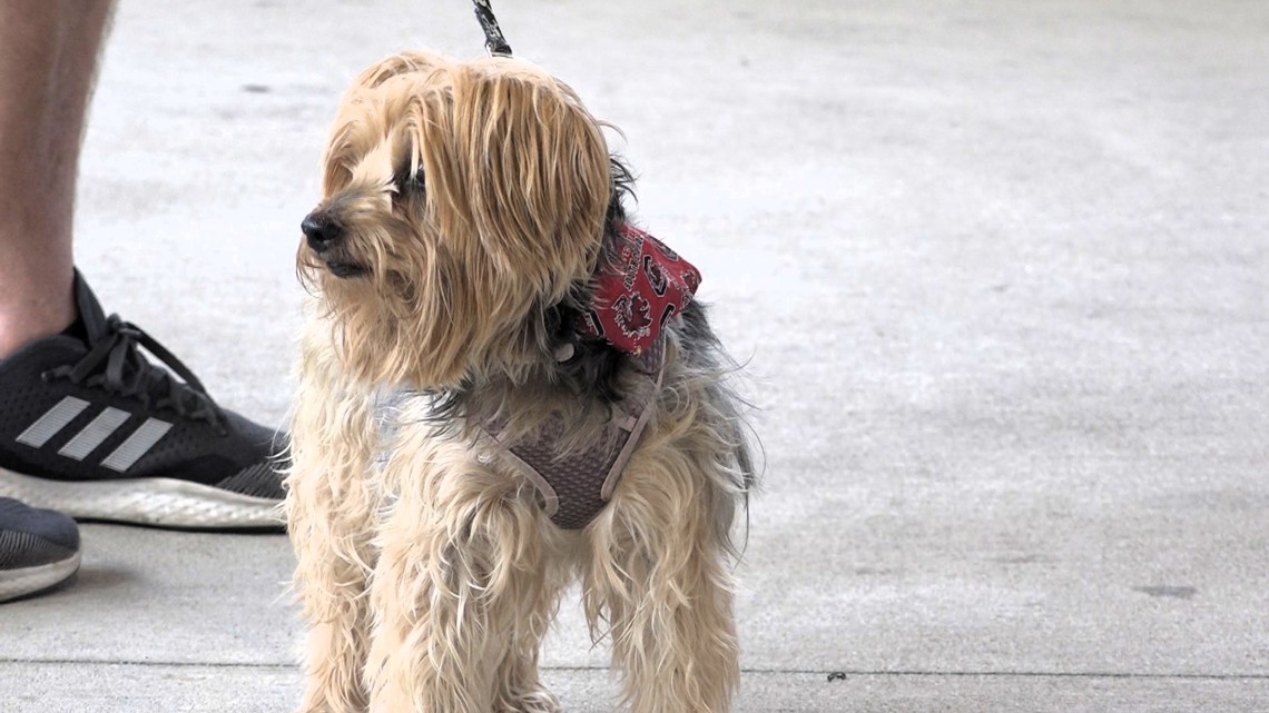 Woofstock fundraiser helps pets in Lexington, adopts three dogs [Video]