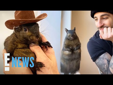 Outrage After Peanut The Squirrel Is Euthanized By New York Authorities [Video]