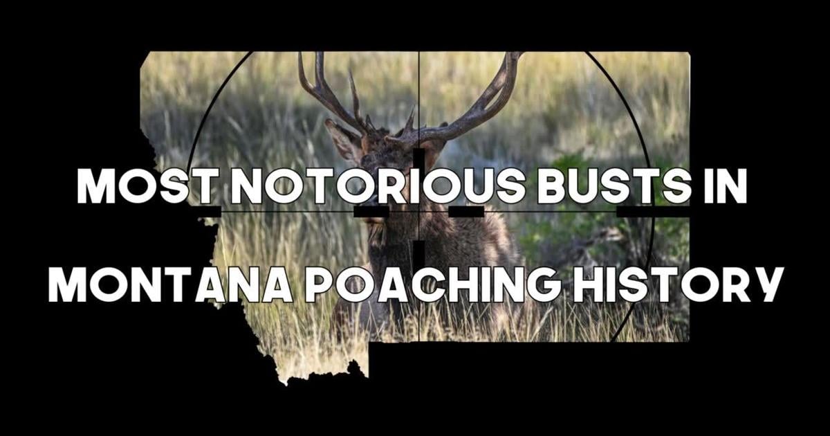 Most notorious busts in Montana poaching history [Video]