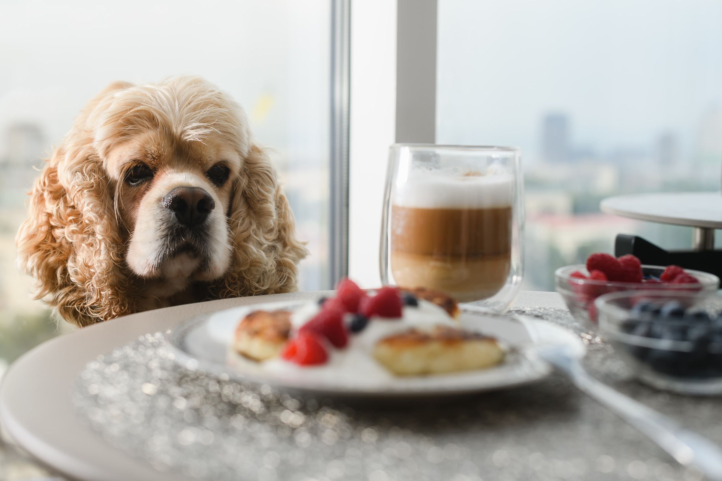 Here’s Why You Should Always Include Your Dog When Hosting a Dinner Party [Video]