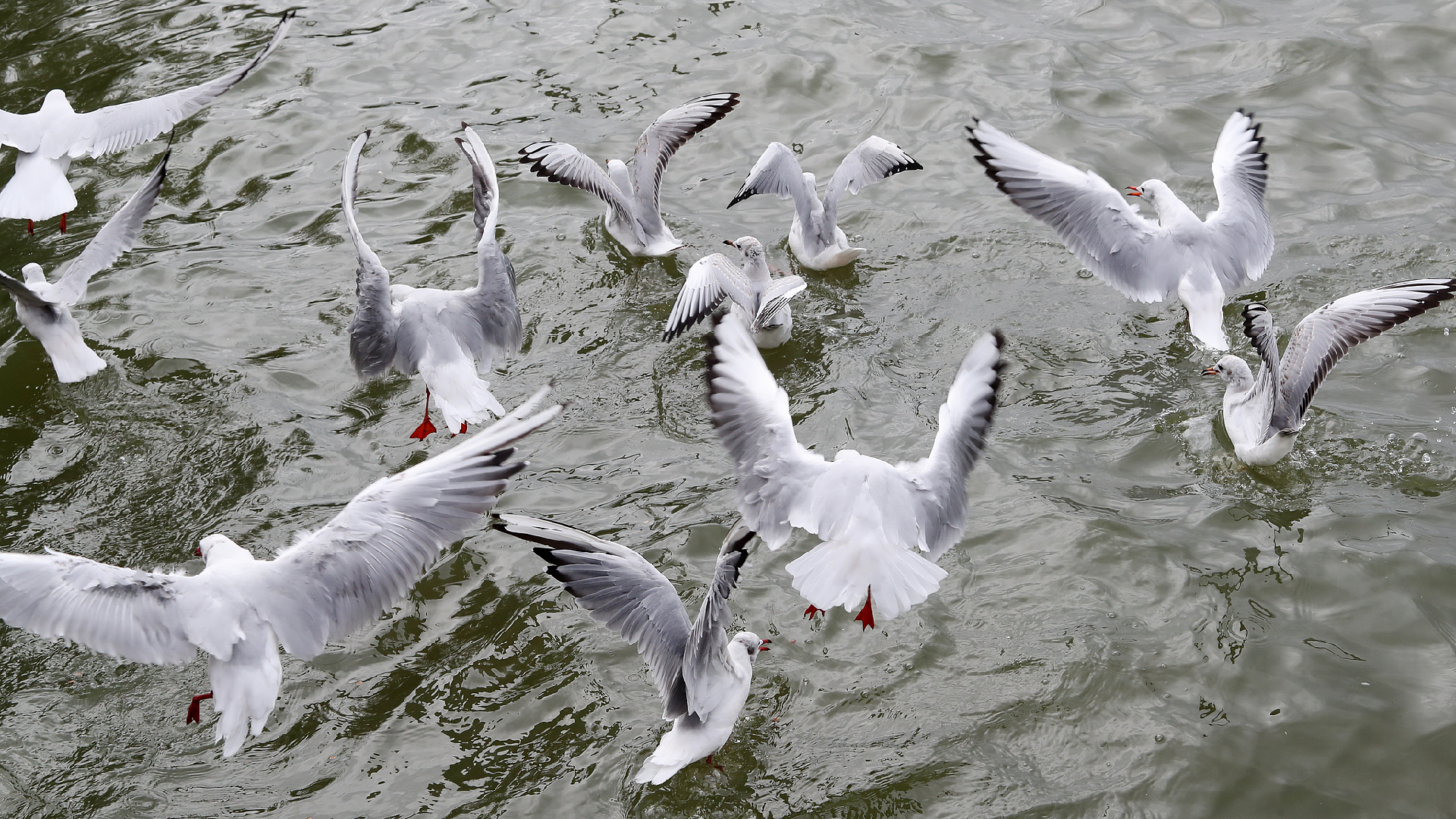 AI facilitates migratory bird monitoring in SW China [Video]