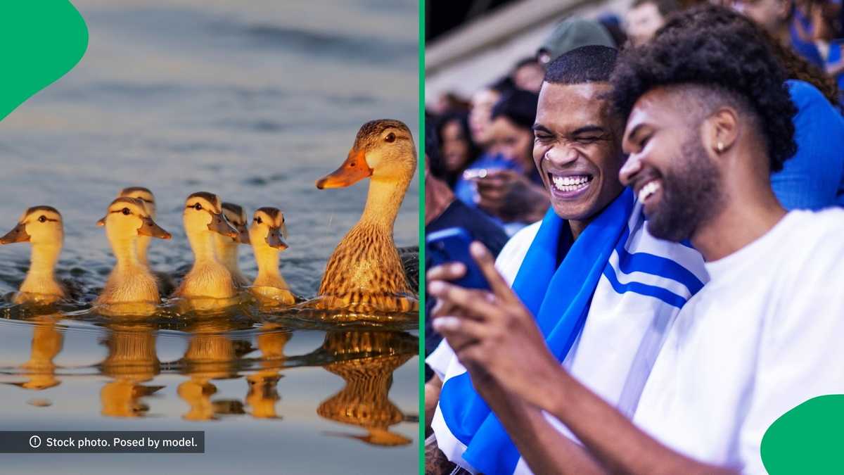 Your Boss Is Not Gonna Believe You: Cape Town Lady Faces Delay on Way to Work Because of Ducks [Video]