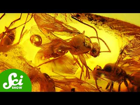 Sex, Spider Attacks, and Other Acts Caught in Amber [Video]