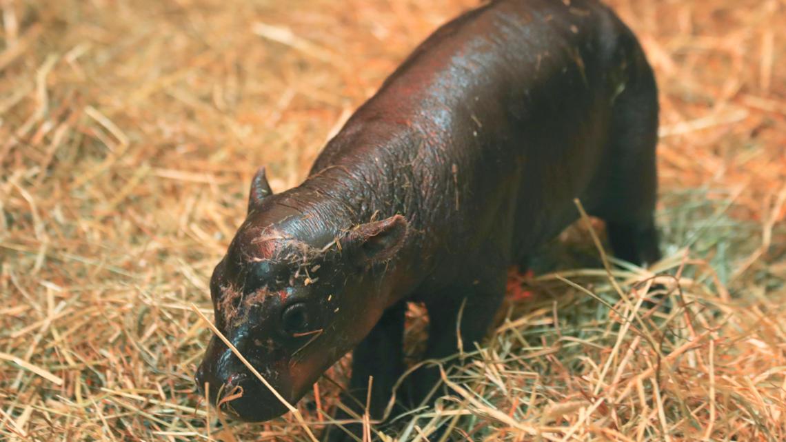 Pygmy hippos pitted against each other in cuteness contest [Video]