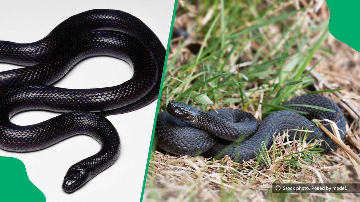 Nick Evans Catches Juvenile Natal Black Snake, Netizens Stan the Photos: A Real Beauty [Video]