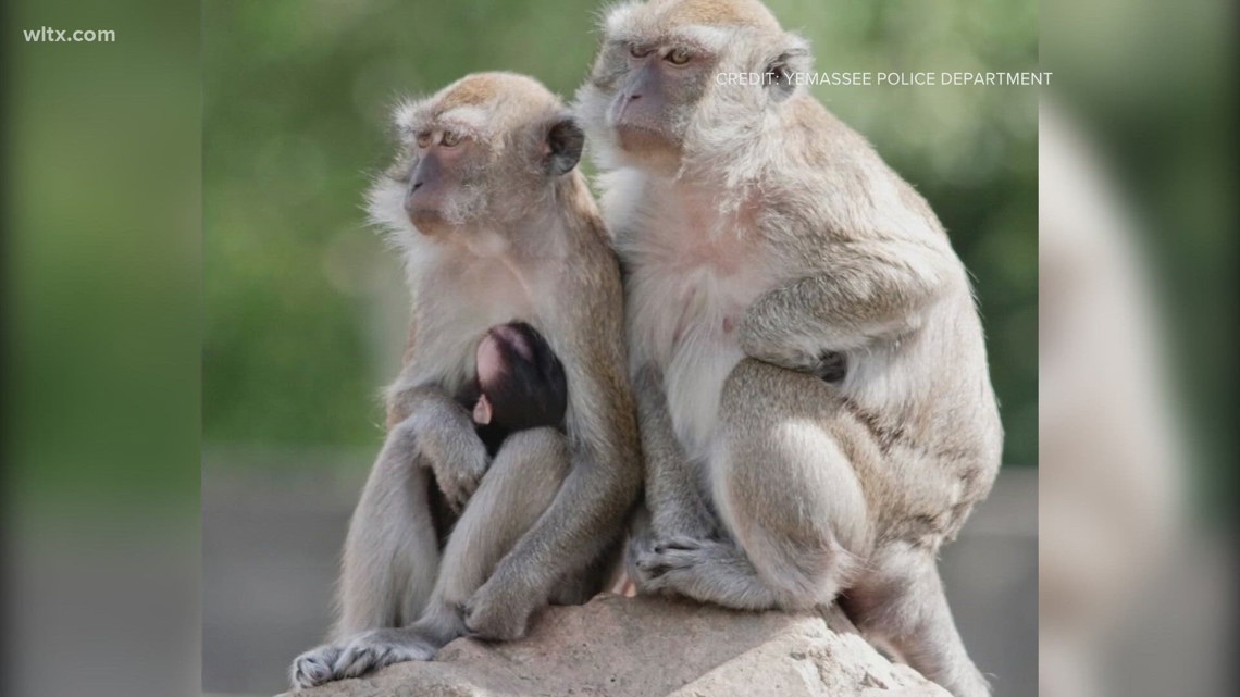 Primates escape from Yemassee, SC research facility [Video]