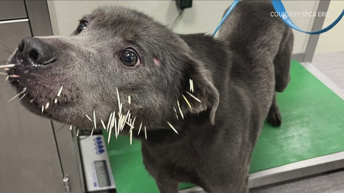 Dog involved in a prickly situation receives help from the SPCA [Video]