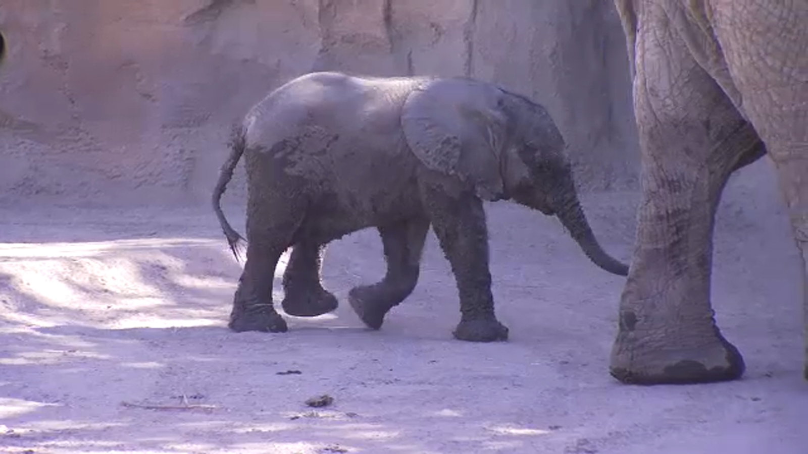 Partnership to help support elephant calves at Fresno Chaffee Zoo [Video]