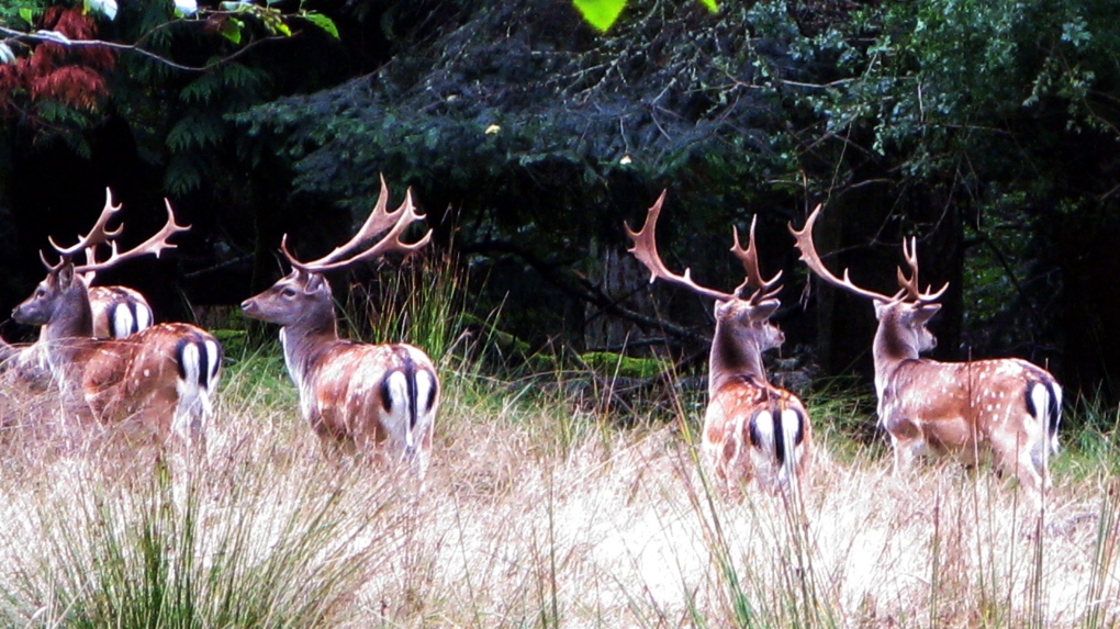 Controversial B.C. deer cull halted by Parks Canada [Video]