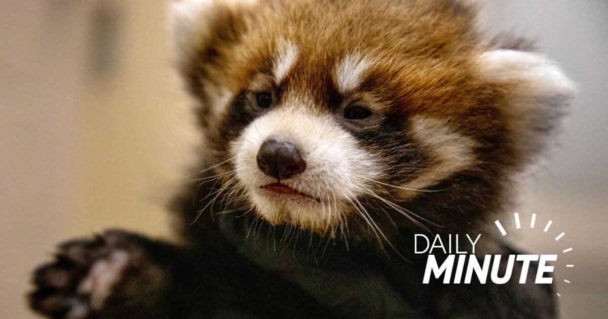 Affordable housing complex fills up; zoo announces red panda cubs; LPS enrollment grows [Video]