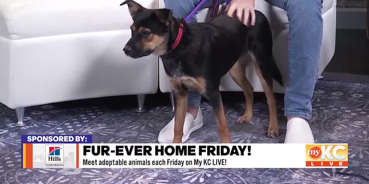 FurEver Home Friday: Great Plains SPCA [Video]