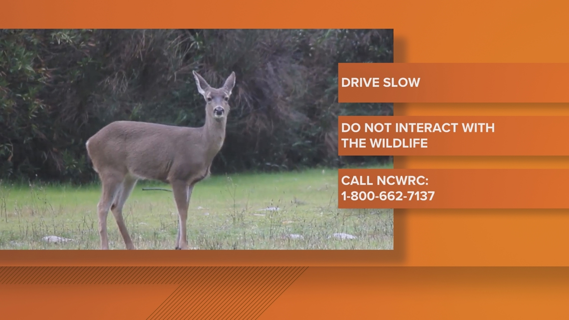 Roadkill is all around the Triad [Video]