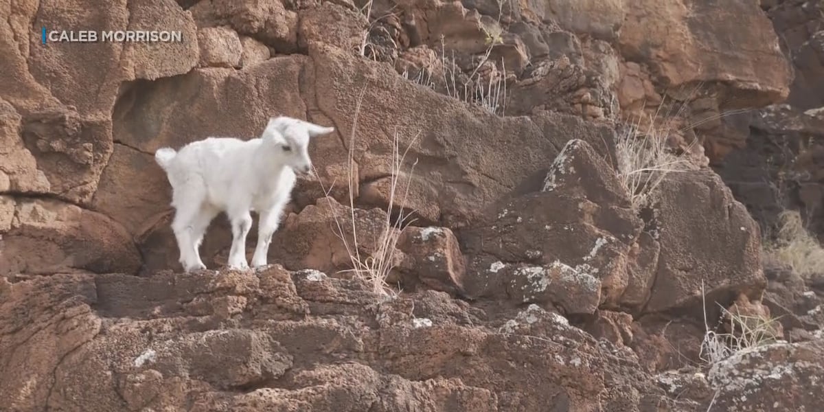 We need to go get this goat: Baby goat stuck on cliff for days rescued by good Samaritans [Video]