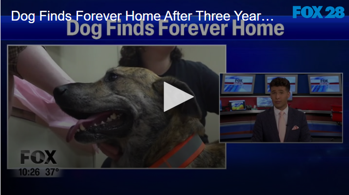 Dog Finds Forever Home After Three Years At Shelter [Video]