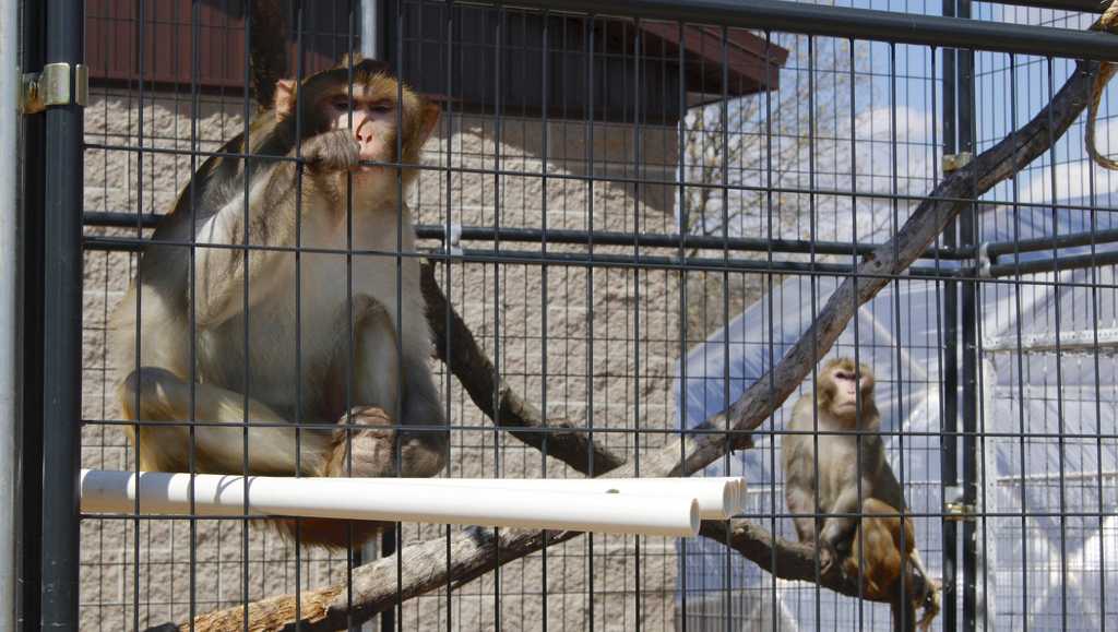 Monkeys that escaped a lab have been subjects of human research since 1800s [Video]