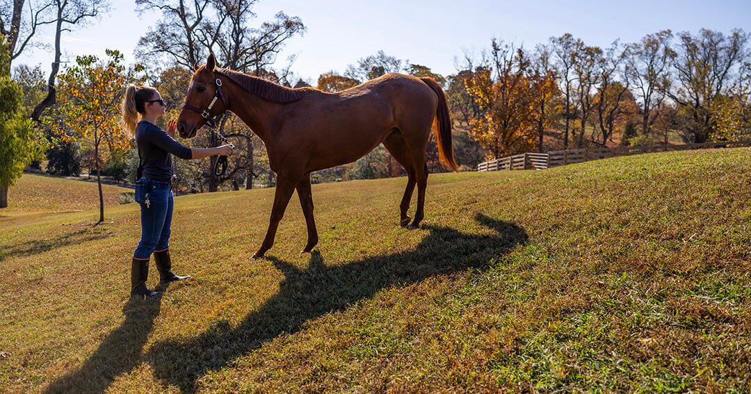 Joe Meel talks about Lorna, Maymont’s newest horse [Video]