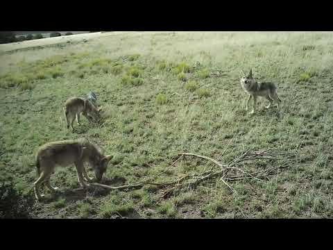 Mexican Wolf 2023 Trail Camera Highlights [Video]