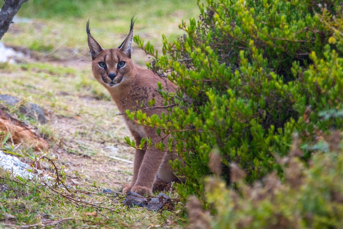 Social Media Could Boost Wildlife Conservation Efforts for Small Mammal Species, Experts Say [Video]