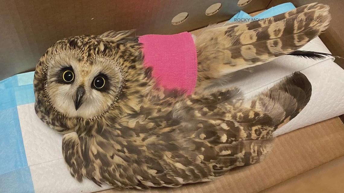 Injured owl left on doorstep of vet clinic in Bennett [Video]