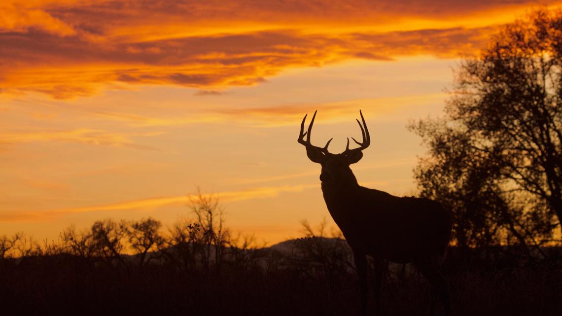 2 hunters shot during Minnesota Firearms Deer Hunting Opener [Video]