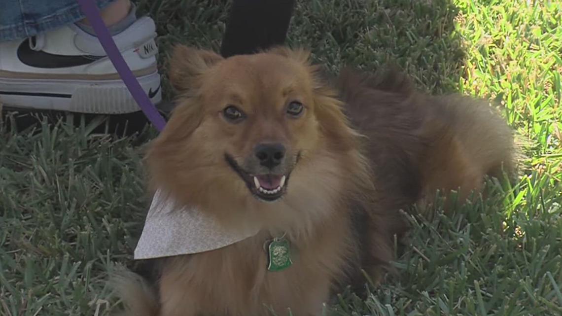 Gulf Coast Humane Society hosted Pawfest on Saturday [Video]