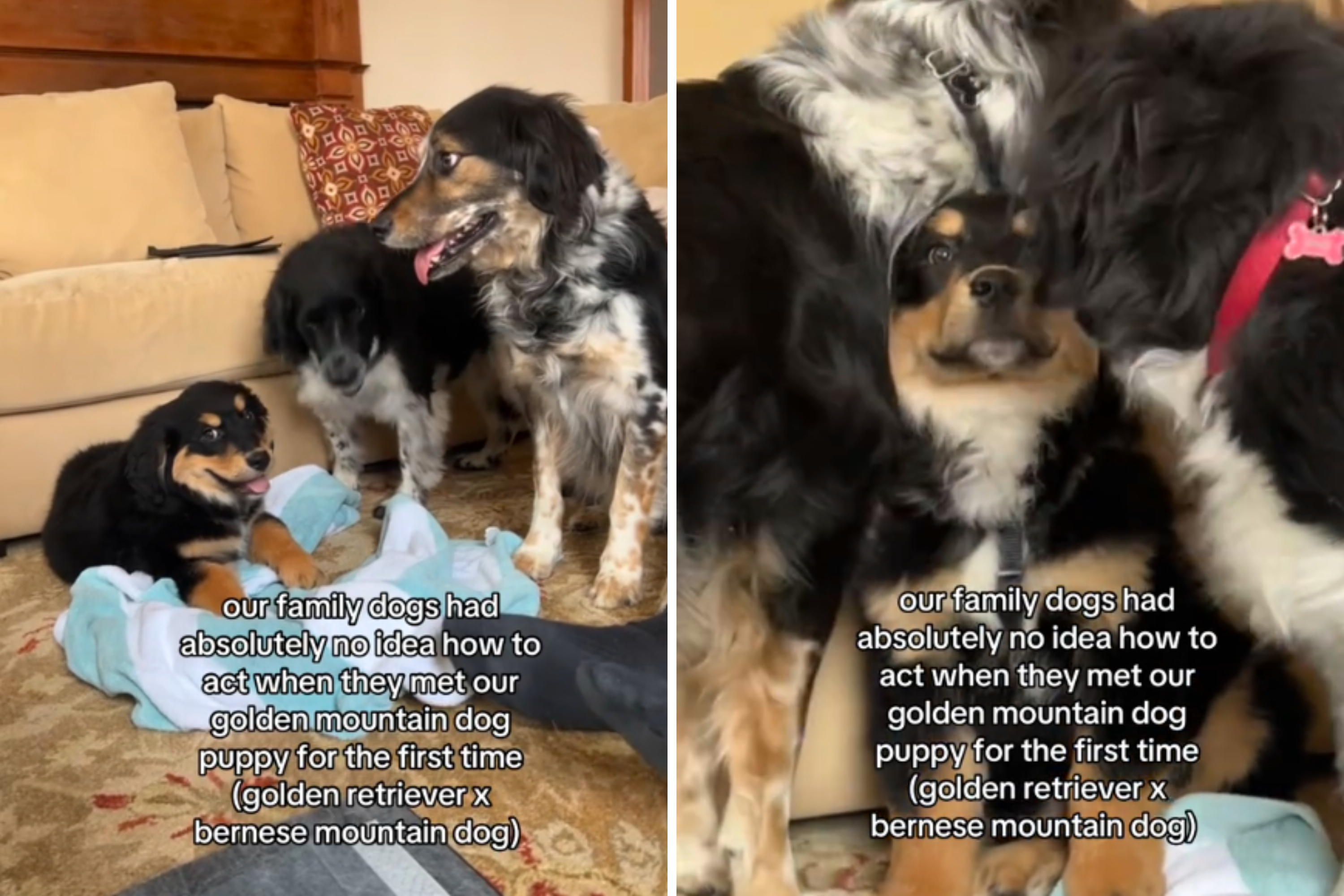 Dogs Unsure How To Act Around New Puppy Melt Hearts: ‘He’s in Good Hands’ [Video]