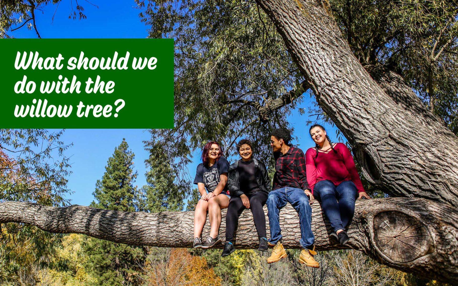 Survey: Spokane residents support nature-based playground at Finch Arboretum after willow tree fall [Video]