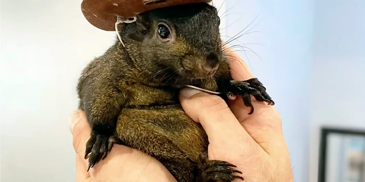 Peanut, the social media star squirrel, tests negative for rabies after being euthanized [Video]