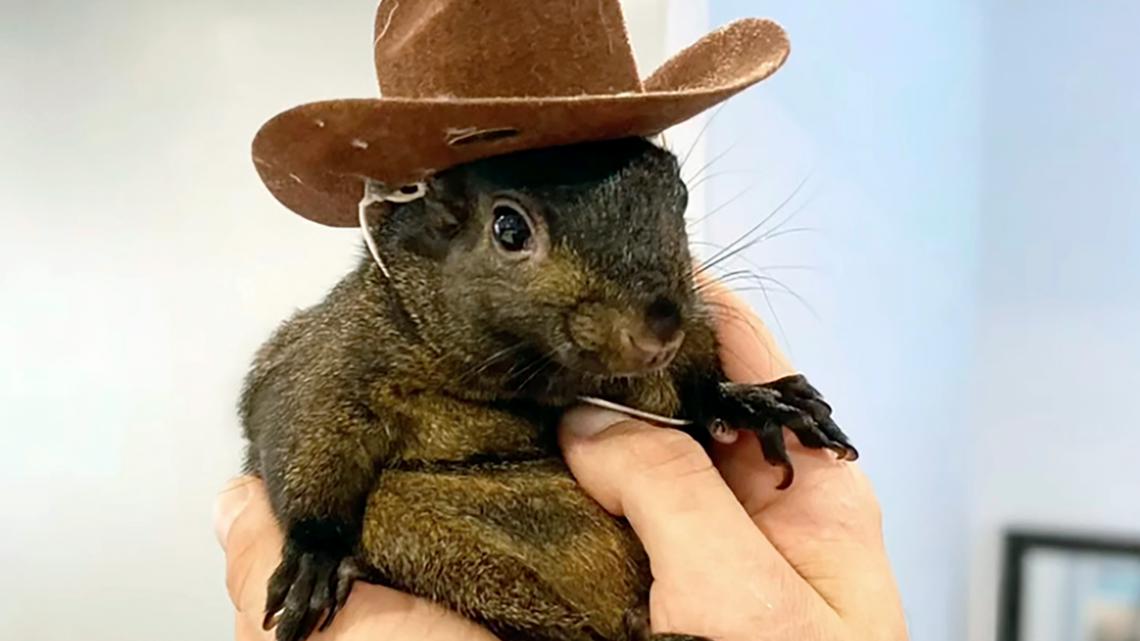 Viral pet squirrel Peanut tests negative for rabies after death [Video]