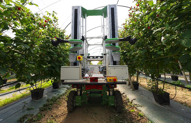 Fieldwork Robotics partners with Burro to help with raspberry harvesting [Video]