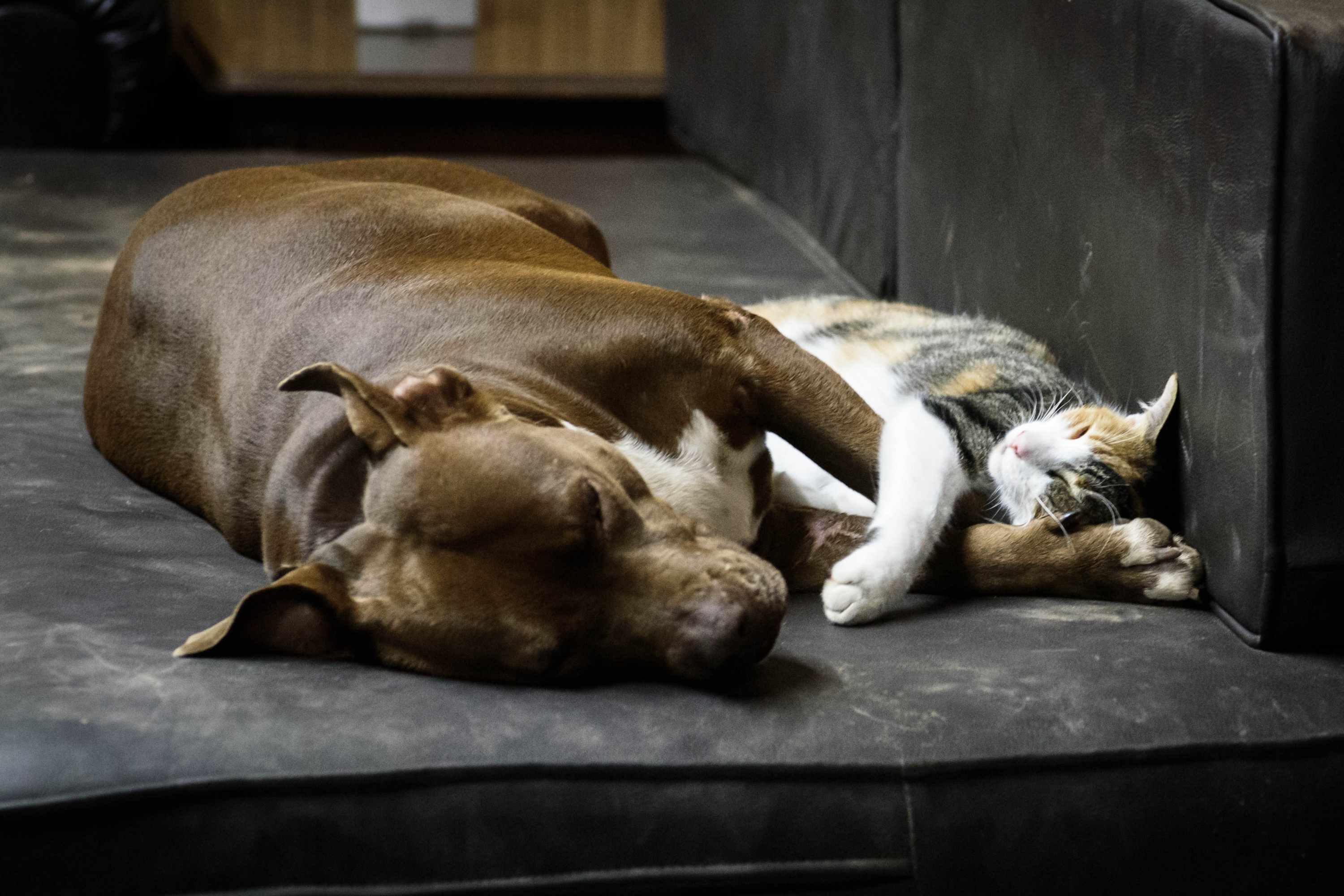 Cat Grooming Dog on Couch Viewed by Over 4 Million: 