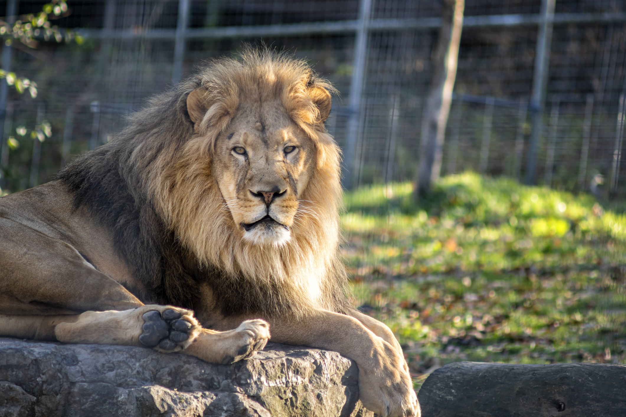 Man Takes Selfie in Hot Tub, Internet Realizes There’s a Lion Behind Him [Video]