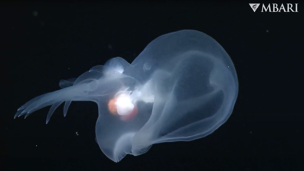 California Researchers Discover Mysterious, Gelatinous New Sea Slug [Video]