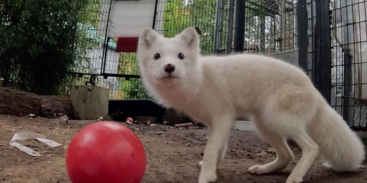 Young arctic fox found in Portland to move to new home in Wisconsin [Video]