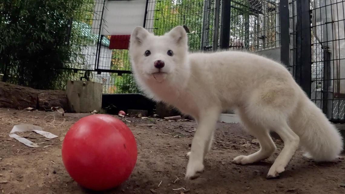 Arctic fox found wandering in Portland to be sent to Wisconsin [Video]