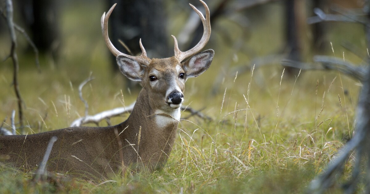 Seen a deer in Kent County? A local survey wants to hear from you [Video]