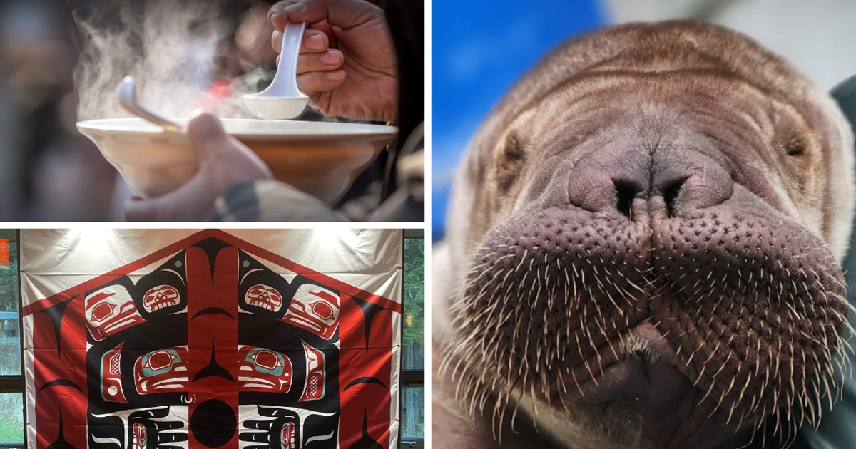 AROUND ALASKA: Meals Fundraiser, Community Feast, and Uki! | Around Alaska [Video]